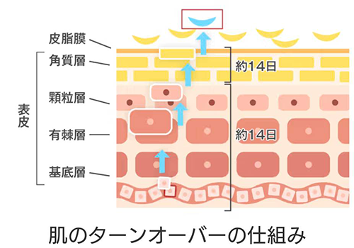 肌のターンオーバー